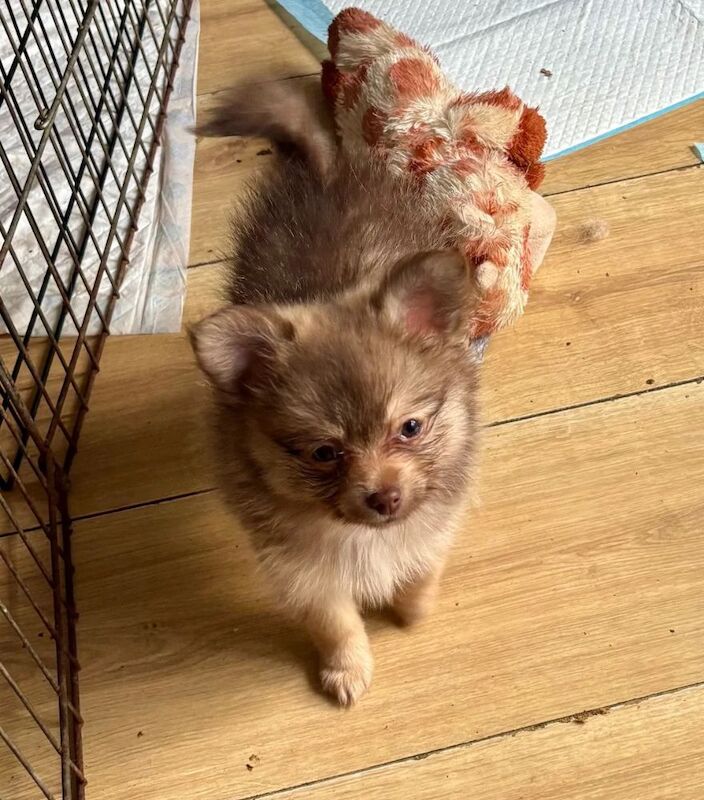 Ready now, Just 3 Gorgeous Pomchi Puppies left - Image 3 of 5