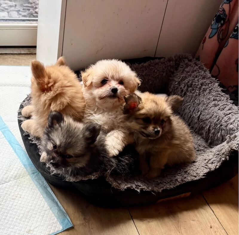 Ready now, Just 3 Gorgeous Pomchi Puppies left - Image 4 of 5