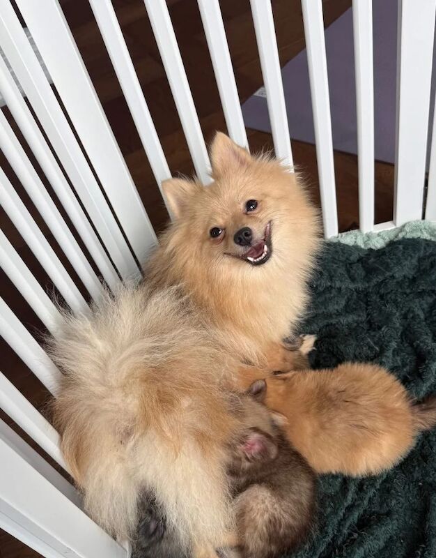 Ready now, Just 3 Gorgeous Pomchi Puppies left - Image 5 of 5
