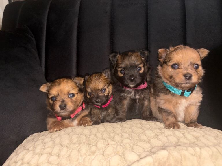 Pomeranian Puppies For Sale