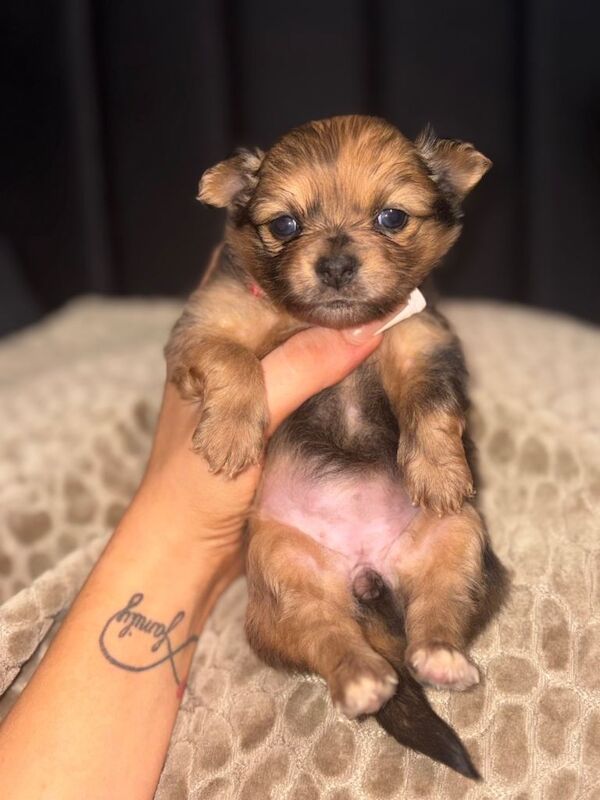 READY NOW Pomchi Puppies - Image 2 of 5