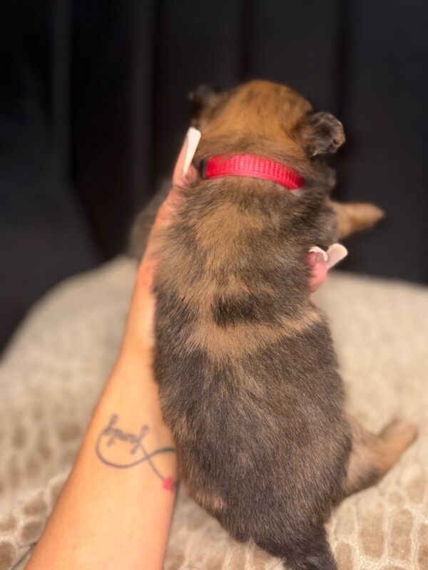 READY NOW Pomchi Puppies - Image 3 of 5