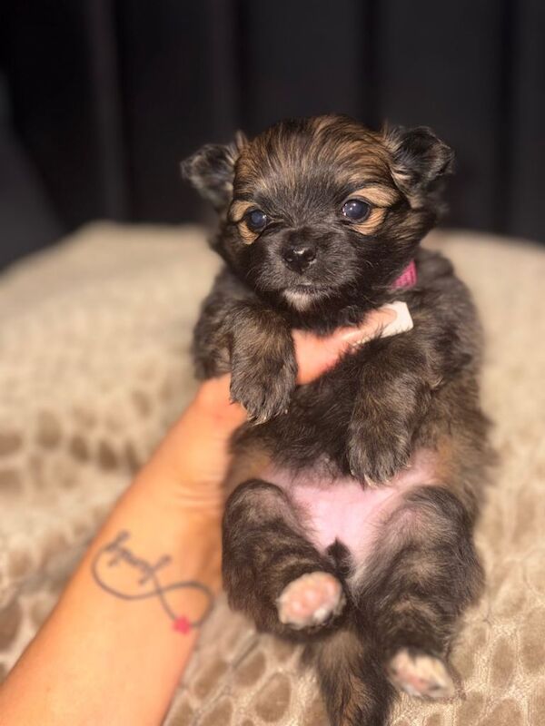 READY NOW Pomchi Puppies - Image 4 of 5