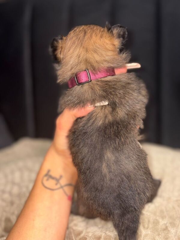 READY NOW Pomchi Puppies - Image 5 of 5