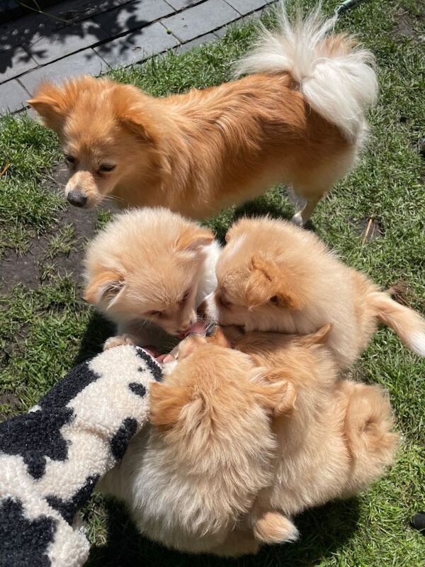 Ready now Pomeranian puppies for sale.