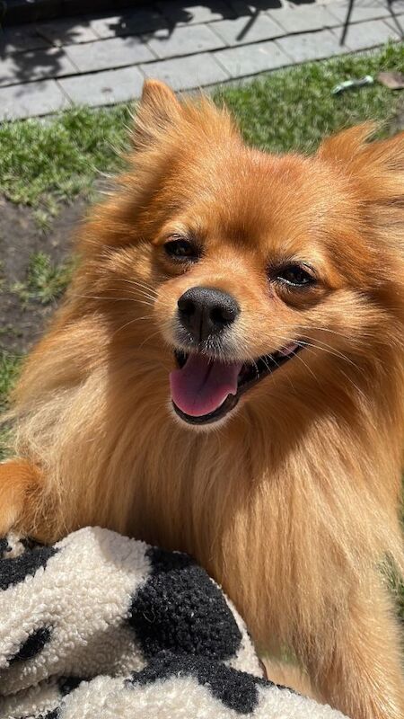 Ready now Pomeranian puppies for sale. - Image 2 of 3