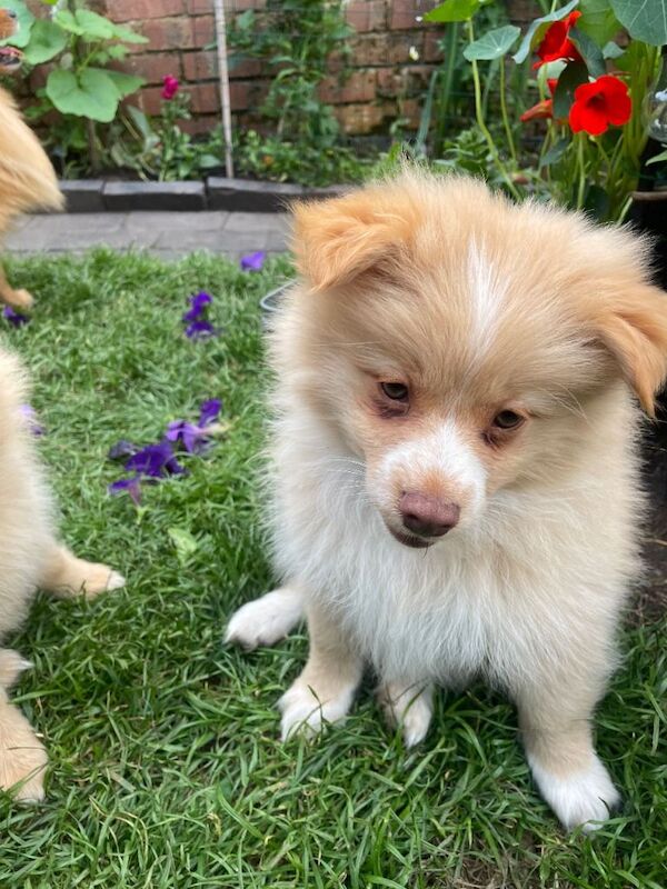 Ready now Pomeranian puppies for sale. - Image 3 of 3