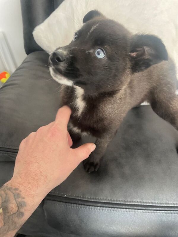 Ready now pomsky puppies