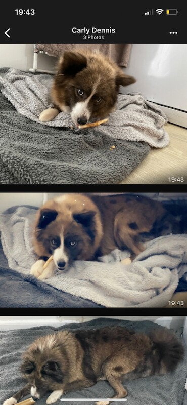 Ready now pomsky puppies - Image 4 of 5