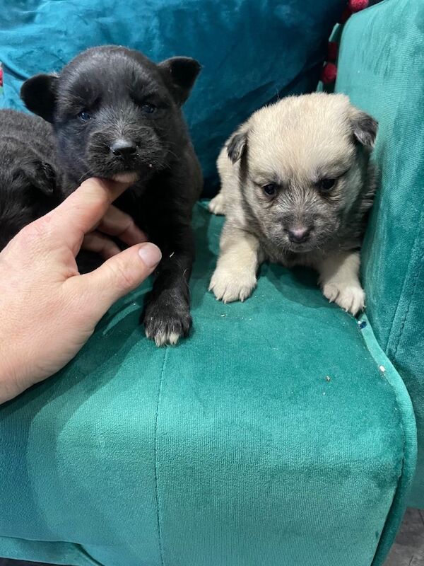 Ready now pomsky puppies - Image 5 of 5