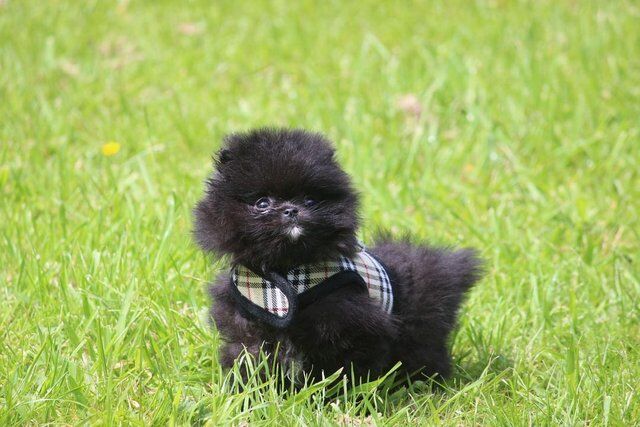 Pomeranian puppies for sale in Withern, Lincolnshire – 1 year old - Image 1 of 5