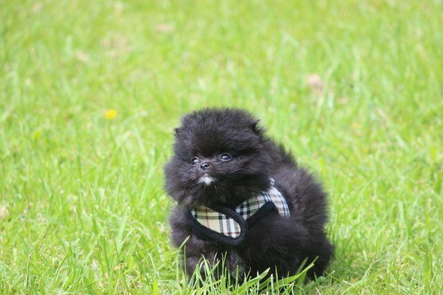 Pomeranian puppies for sale in Withern, Lincolnshire – 1 year old - Image 3 of 5