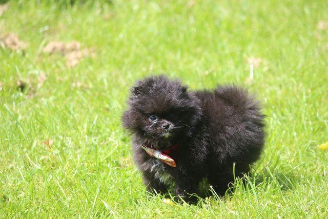 Pomeranian puppies for sale in Withern, Lincolnshire – 1 year old - Image 4 of 5