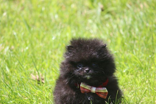 Pomeranian puppies for sale in Withern, Lincolnshire – 1 year old - Image 5 of 5