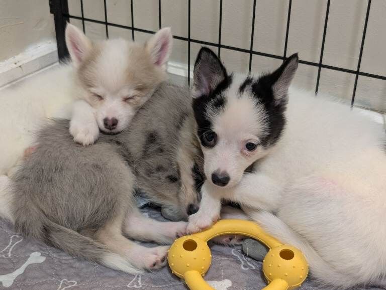 Ready to go TODAY! Stunning F3 Pomsky Puppies! - Image 2 of 5