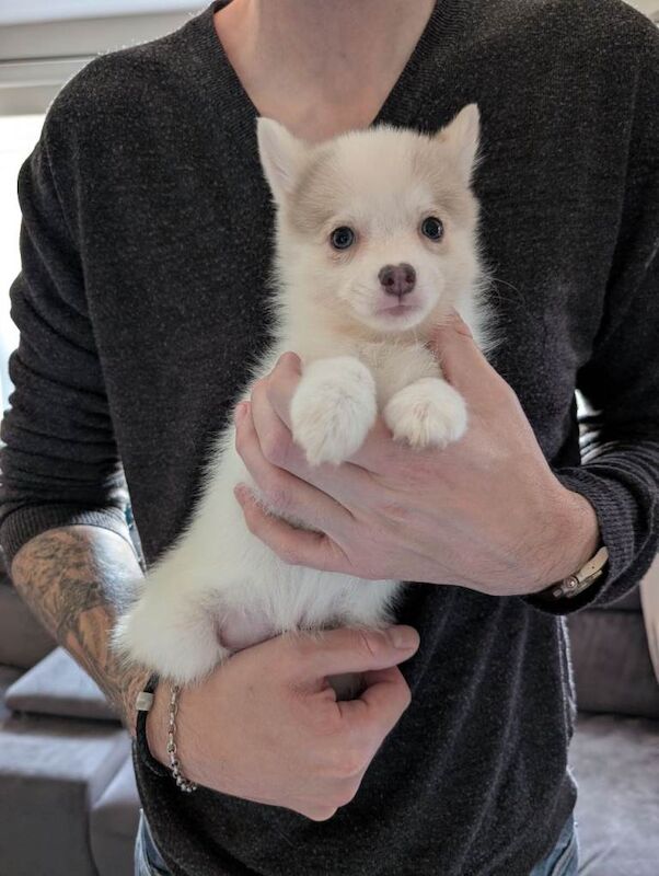 Ready to go TODAY! Stunning F3 Pomsky Puppies! - Image 3 of 5