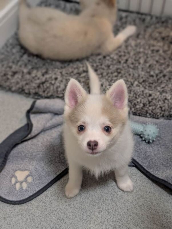 Ready to go TODAY! Stunning F3 Pomsky Puppies! - Image 4 of 5