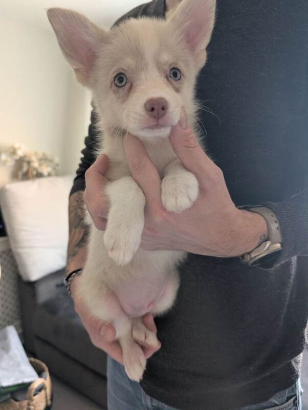 Ready to go TODAY! Stunning F3 Pomsky Puppies! - Image 5 of 5