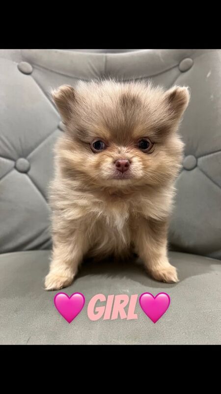 Pomeranian puppies for sale in London, Greater London – 1 year old - Image 1 of 3