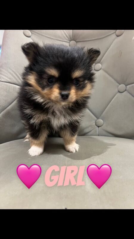 Pomeranian puppies for sale in London, Greater London – 1 year old - Image 2 of 3