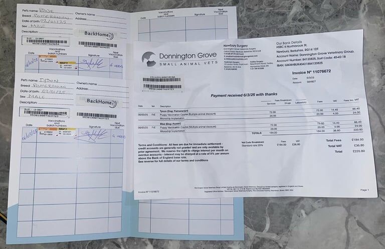 READY TO LEAVE ! 2 white Pomeranian boys - Image 2 of 3