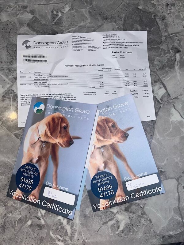 READY TO LEAVE ! 2 white Pomeranian boys - Image 3 of 3