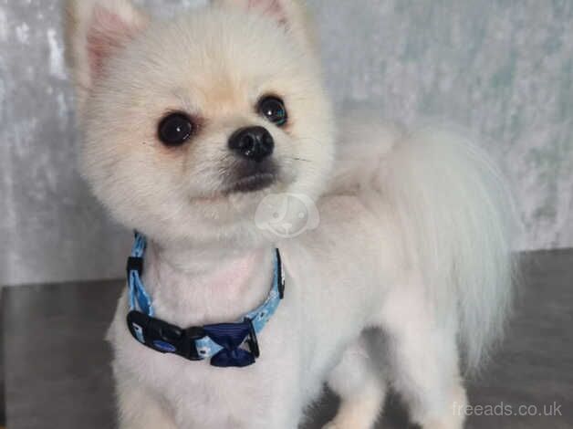 Pomeranian puppies for sale in Harlow, Essex – KC registered, 1 year old - Image 1 of 5