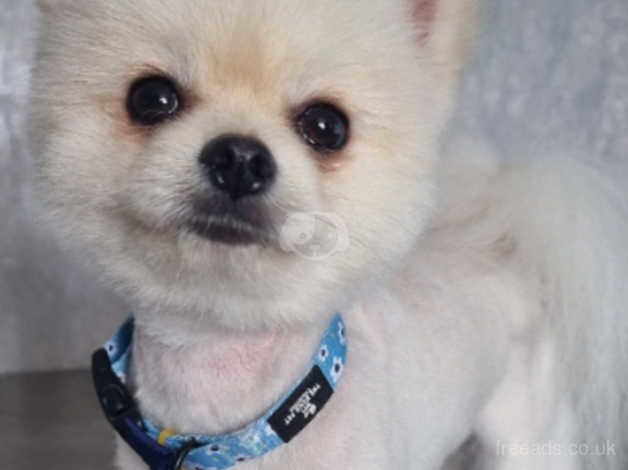 Pomeranian puppies for sale in Harlow, Essex – KC registered, 1 year old - Image 2 of 5