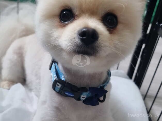 Pomeranian puppies for sale in Harlow, Essex – KC registered, 1 year old - Image 3 of 5