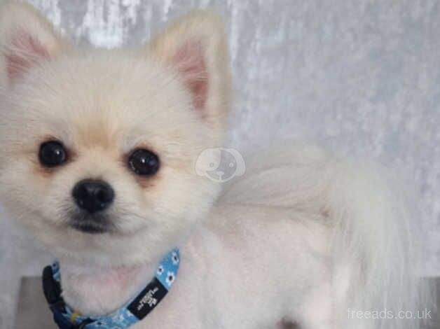 Pomeranian puppies for sale in Harlow, Essex – KC registered, 1 year old - Image 4 of 5