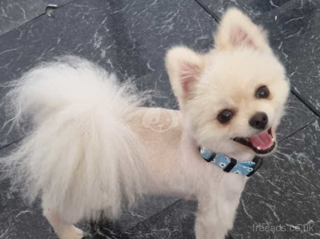 Pomeranian puppies for sale in Harlow, Essex – KC registered, 2 years old - Image 3 of 5
