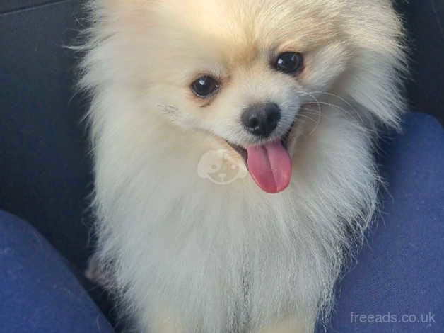 Pomeranian puppies for sale in Harlow, Essex – KC registered, 2 years old - Image 4 of 5