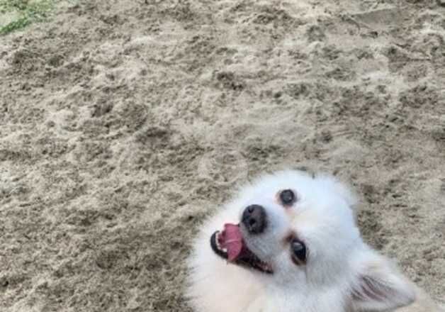 Pomeranian puppies for sale in Exeter, Devon – 5 years old - Image 2 of 5