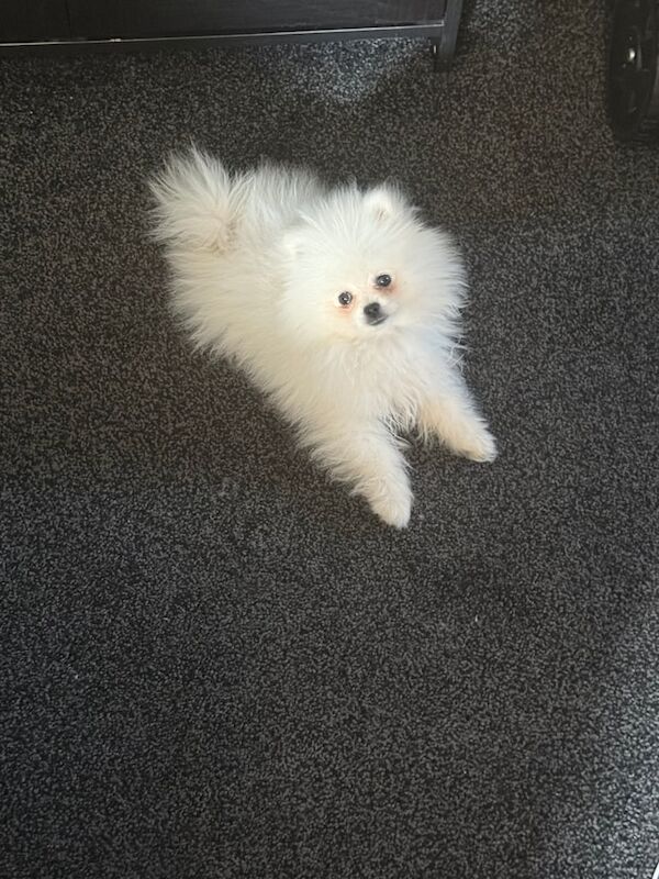 Pomeranian puppies for sale in Sheffield, South Yorkshire – 3 months old