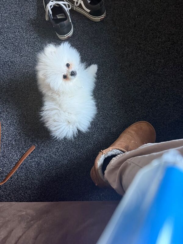 Pomeranian puppies for sale in Sheffield, South Yorkshire – 10 months old - Image 2 of 3