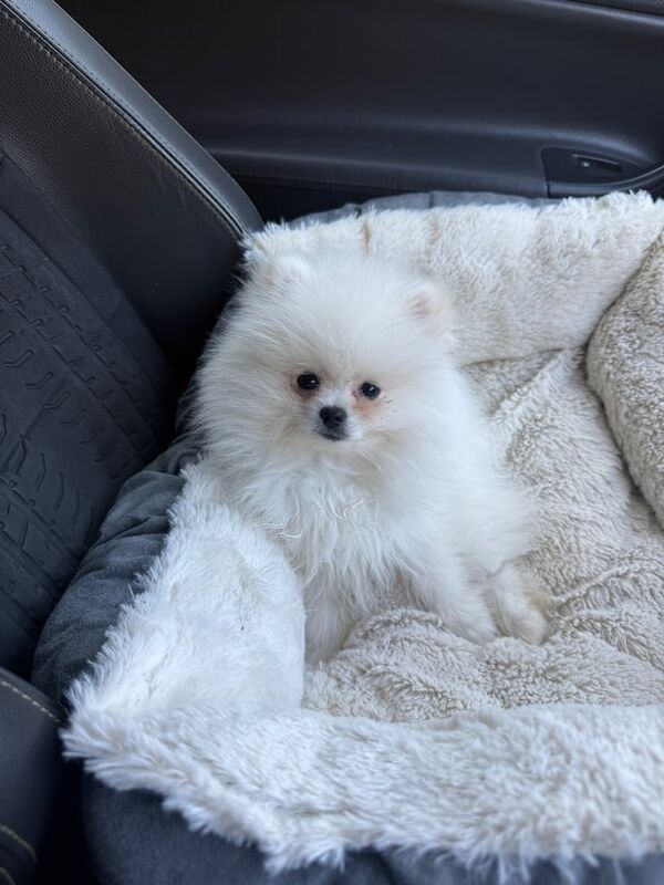 Pomeranian puppies for sale in Sheffield, South Yorkshire – 10 months old - Image 3 of 3