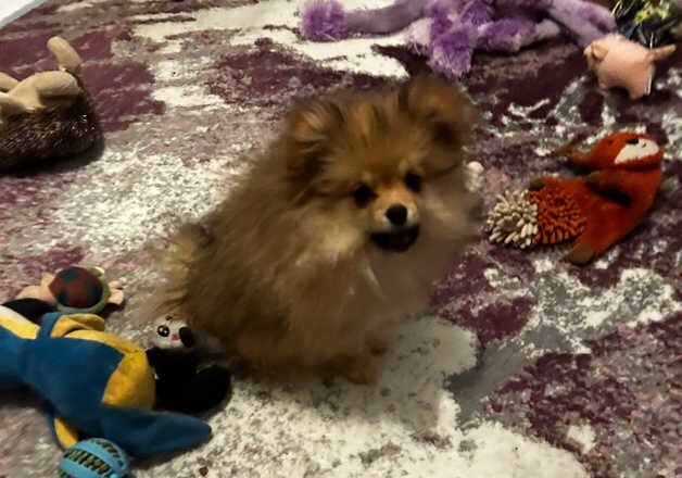 Pomeranian puppies for sale in Sittingbourne, Kent – 1 year old - Image 2 of 2