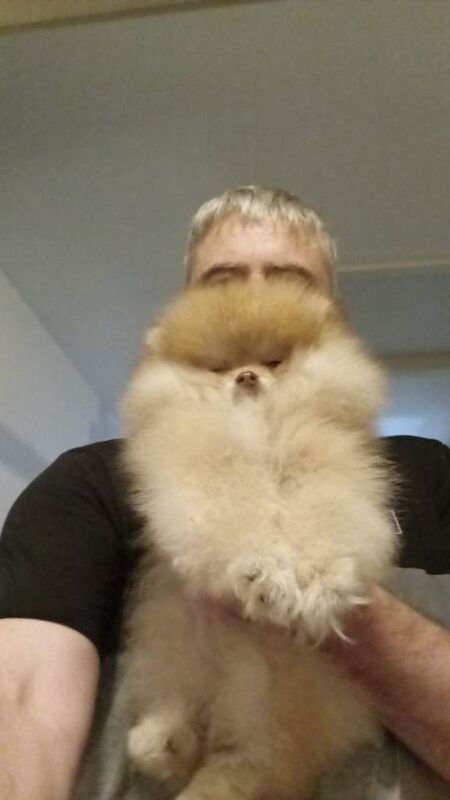 Pomeranian Puppies For Sale