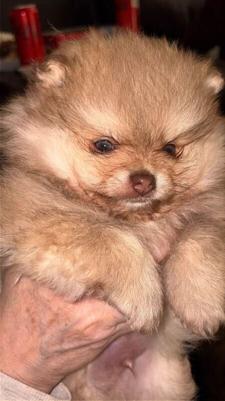 Russian pomeranian for sale - Image 2 of 5