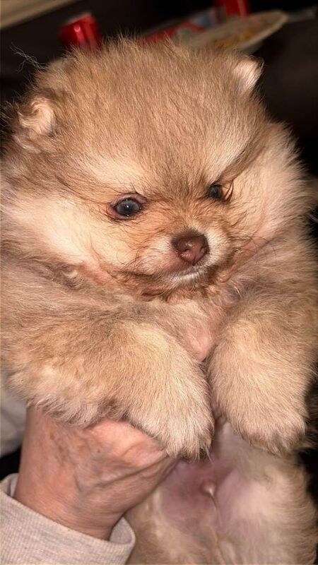 Russian pomeranian for sale - Image 3 of 5