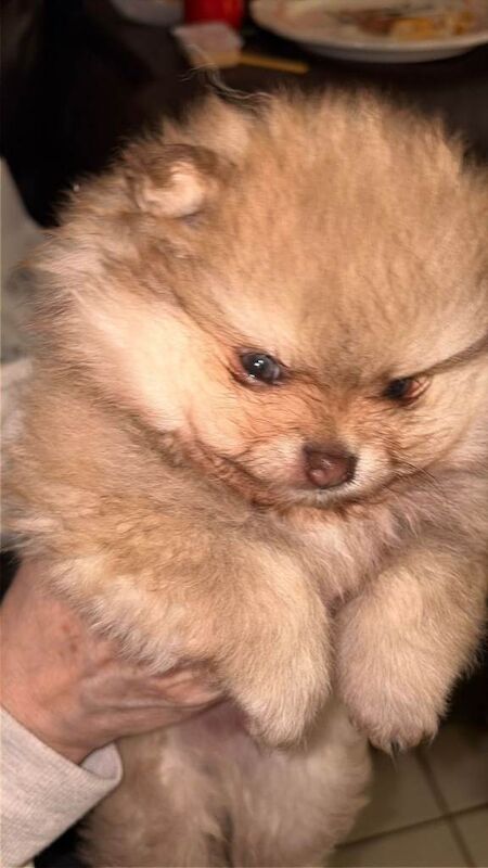 Russian pomeranian for sale - Image 4 of 5