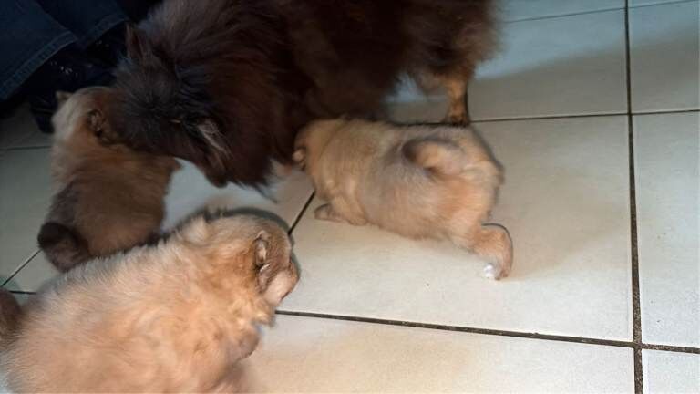 Russian pomeranian for sale - Image 5 of 5