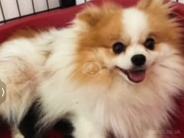 Pomeranian puppies for sale in Morecambe, Lancashire – KC registered, 4 years old - Image 2 of 5