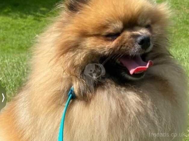 Pomeranian puppies for sale in Morecambe, Lancashire – KC registered, 4 years old - Image 3 of 5