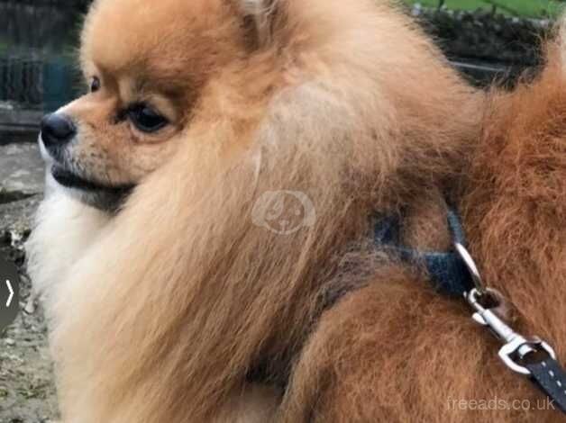 Pomeranian puppies for sale in Morecambe, Lancashire – KC registered, 4 years old - Image 4 of 5