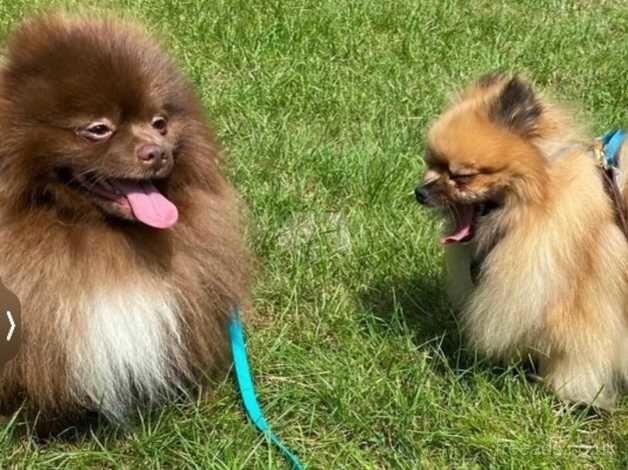 Pomeranian puppies for sale in Morecambe, Lancashire – KC registered, 4 years old - Image 5 of 5