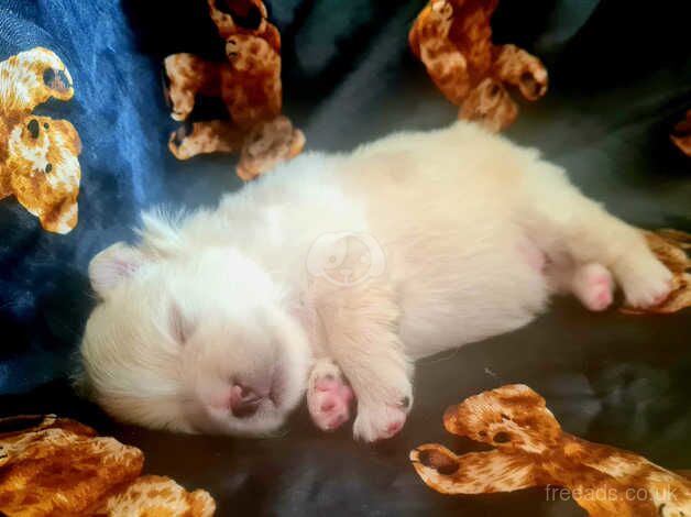 Pomeranian puppies for sale in Dunstable, Bedfordshire – 1 year old - Image 3 of 5