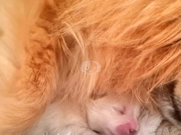 Pomeranian puppies for sale in Dunstable, Bedfordshire – 1 year old - Image 5 of 5