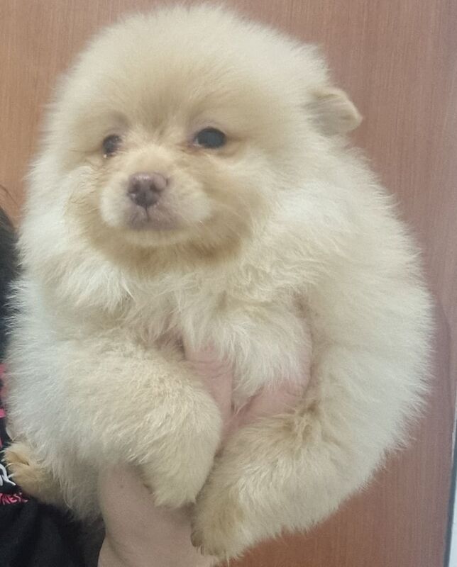 Pomeranian puppies for sale in Port Talbot, West Glamorgan – 1 year old - Image 2 of 3