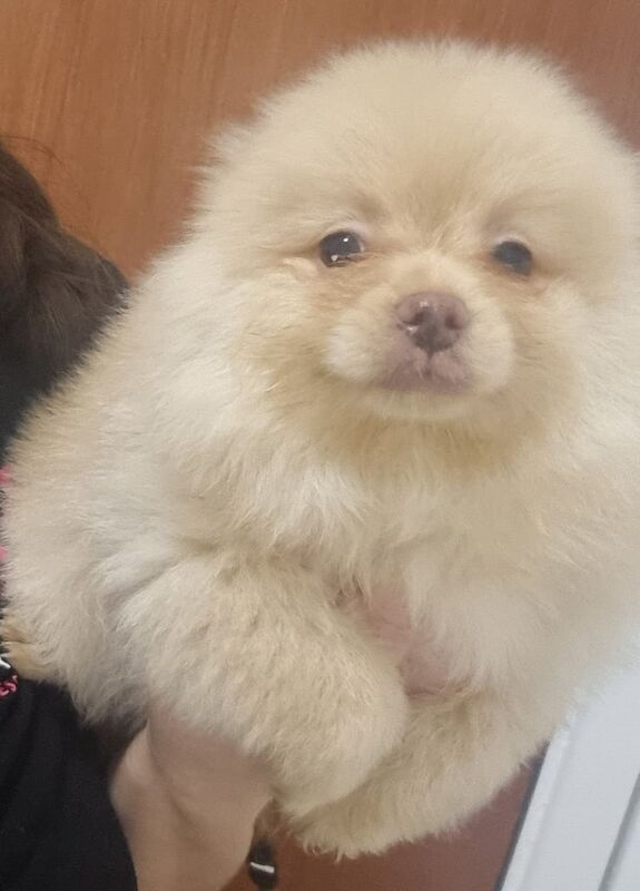 Pomeranian puppies for sale in Port Talbot, West Glamorgan – 1 year old - Image 3 of 3
